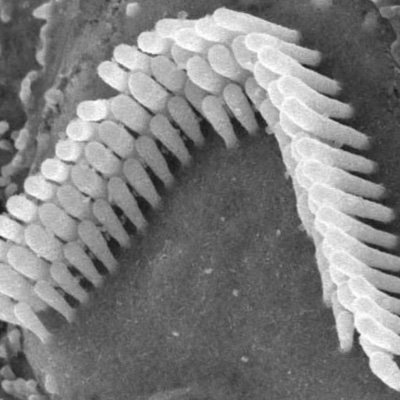 Associate Investigator working in inner ear development and regeneration in National Institute of Biological Sciences, Beijing, China