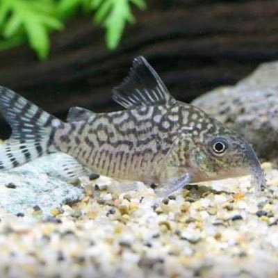 熱帯魚飼育に目覚めグッピーに始まり今は、コリドラスと一般的な小型カラシンを飼育していますアクアリストの飼育方等ご意見お待ちしています🙇