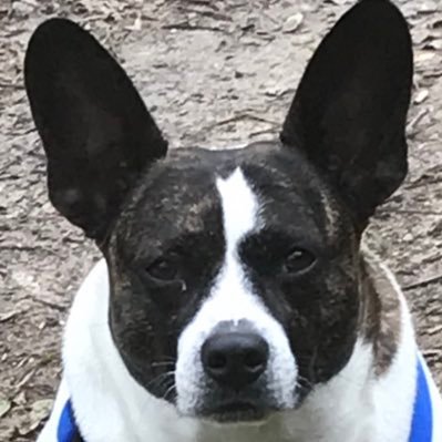 TheShankGolfer's profile picture. Shanker of the golf ball. Trader of options. Lover of outdoors.