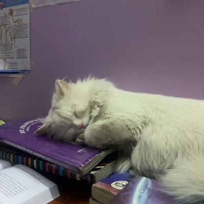 Nisar_khisraw's profile picture. Nothing just a crypto guy