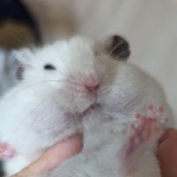 たぬきゆどん (@tanukiyudon) 's Twitter Profile Photo たぬきゆどん (@tanukiyudon) 's Twitter Profile Photo
