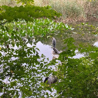 LaPorroid's profile picture. 