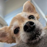 よよすけ (@yoyoyoosuke) 's Twitter Profile