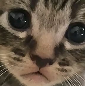 JikoKen_oo's profile picture. Cinta itu kayak marmut,lucu,warna merah jambu