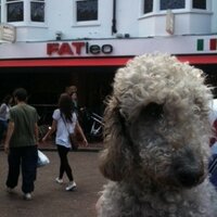 The Cafe Terrier(@Cafeterrier) 's Twitter Profile Photo