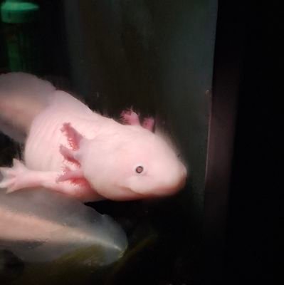 CapyTactico's profile picture. Infinity eSports' Co-Ceo