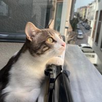 emekli asteğmen (@emekliveatesli) Twitter profile photo
