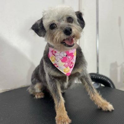 urbinathor's profile picture. Siempre por la derecha, jamás por la izquierda