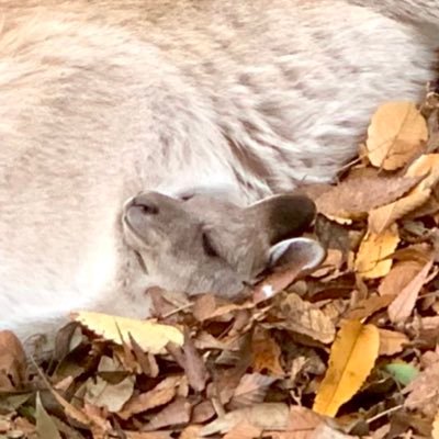 あくまで呟きですので、私的に詩的に。 tweetの半分は書きためたものを その時の気分で放流しているだけです。