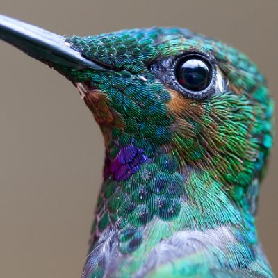 Limonite78's profile picture. Amante de los colibríes