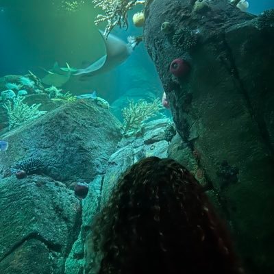 molidae222's profile picture. 19 | lost my old account :( | 🪼🥀