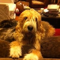 The Hound Report(@TheHoundReport) 's Twitter Profile Photo