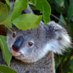 UnofficialKoala (@officialkoala08) Twitter profile photo UnofficialKoala (@officialkoala08) Twitter profile photo