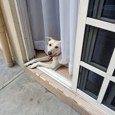 Alexcapot70's profile picture. Amor a México, a los animalitos 🐕🐓al medio ambiente 🌎