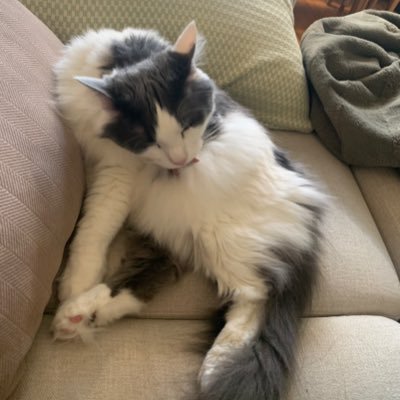 Daniwanifofanny's profile picture. Gangstalker / Crisis Actor