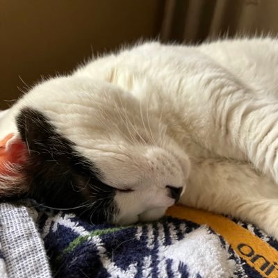 テレビや新聞の報道は嘘ばかり。ここ最近は特に酷く感じます。猫や犬を初め動物が好きです🥰🫶阪神好き⚾️🐯どうか宜しくお願いします🙇♀️