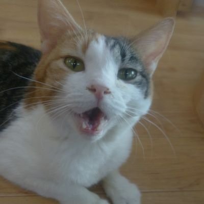 にゃんだ〜らんど (@nyander_1730) / Posts / X