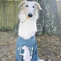 vincents father (@crowfailure) 's Twitter Profile