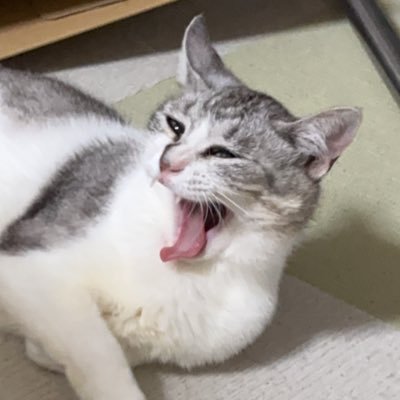 ann_tora_mochi's profile picture. サバ白︎︎♀ 🎂2024.6.? 🏠2025.4.23 かいぬし→ふらっぺ