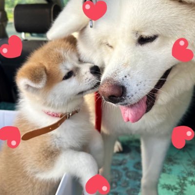 2022.7.1産まれ秋田犬の姫ちゃん🐻❄️✨ 2025.4.26産まれの縁ちゃん🐻✨ 姫ちゃん縁ちゃんの楽しい生活をYouTubeにUPしてます🥰是非遊びに来て下さいね💕飼主はもち子です🐍津軽アラハバキの鬼女です👹旧アカウントは #もち子と姫
