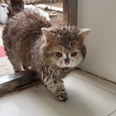 memeee Profile