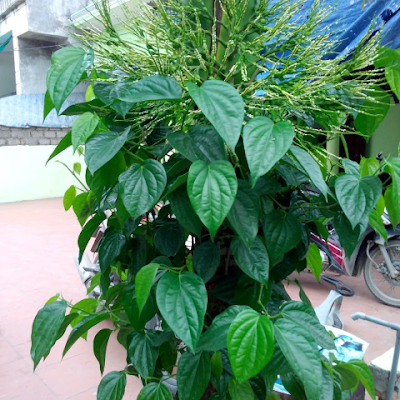 ThienHa87's profile picture. 