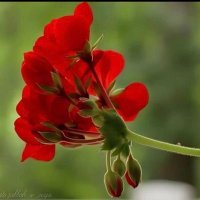 غاده مطلقه (@mmhona6xwhg) Twitter profile photo