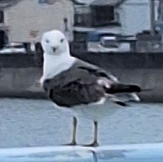 Furikake_30's profile picture. ３０代借金おじキモオタ
老化との戦い
人生ここから這い上がりマン