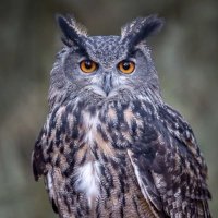 Owl (@owlvaultt) 's Twitter Profile