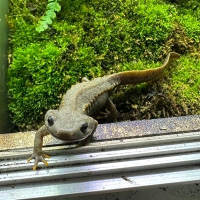 trahoalai's profile picture. 🇻🇳に住んどります。飼育道具がほぼほぼ無くて、試行錯誤しながらイモリ飼っとります。