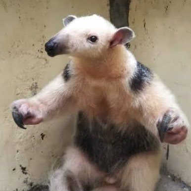 tateeee_yokoooo's profile picture. 日本語教師目指して養成講座受講中