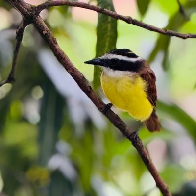 criollo_arq's profile picture. No soy político pero me gusta y me interesa la política, no soy músico pero me gusta disfrutar una melodía!