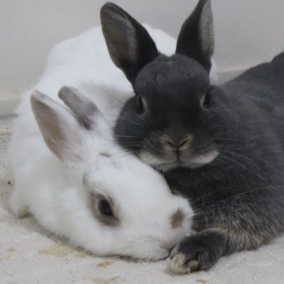 ネザーランドドワーフ6羽🐰 むくみ【ムクチャン】2024/1 ♀ ひとつぶ【ツブチャン】2023/12 ♂ こんがり【コンチャン】2024/12 ぽんぽこ【ポンチャン】 2025/5 とろみ【トロチャン】2025/5 こめつぶ【オコメチャン】2025/5 孫たち→@bubu1131000