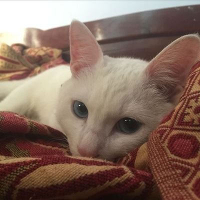 campinchoo's profile picture. alpine my child