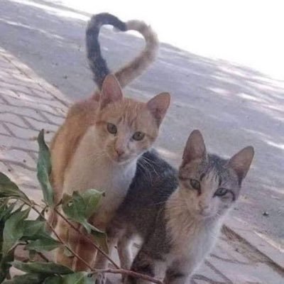 wonkeycat's profile picture. big fan of wonton @feederofcats and monkey @oreoeocat