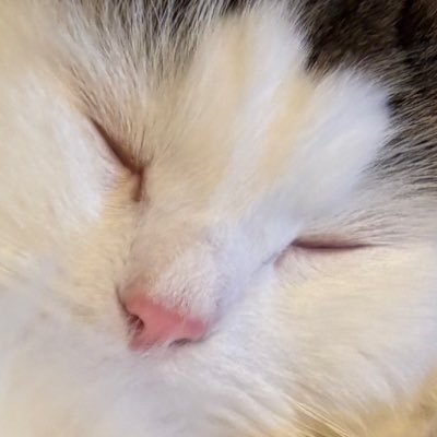 ただのひとさんのプロフィール画像