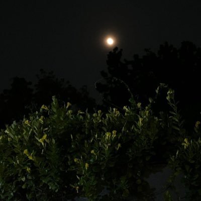 sil0s0's profile picture. حين نحيا بلا حلم لن يڪون لحياتنا معنى ∘∘