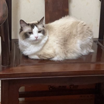 JsW9mLaMzy37628's profile picture. 私はガンダムの模型愛好家であり、同時に遊びも好きですlego。もしあなたがガンダムやレゴの大物だったら、私の膝を受け取ってください