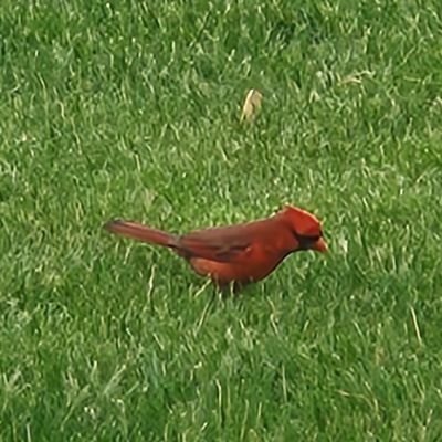 BrianSm79494734's profile picture. Lifetime StL Cardinals fan. Dream car is a new Corvette.