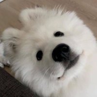 卯 (@inu26174) 's Twitter Profile Photo