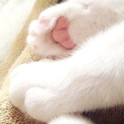 kyu_oooo's profile picture. 肉球ってかわいいですよね🐾