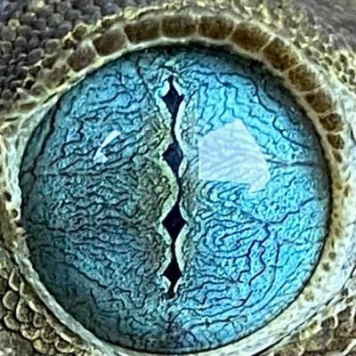 gekkoverreauxi's profile picture. スミスヤモリ宗教 スミスヤモリの繁殖や40cm超えのスミスの育成を目指している
