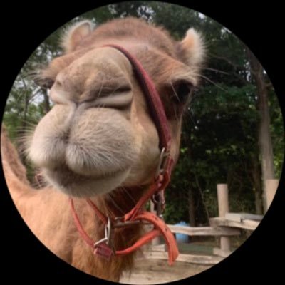 けー🐪さんのプロフィール画像