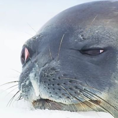 Axolot Heikinさんのプロフィール画像