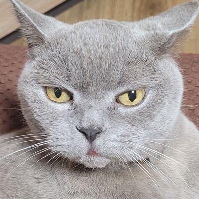 HerondaleLiza's profile picture. 26 y. o. Female. Ukrainian. In this word all my history 🇺🇦🌻 Я – українка. Оце і вся моя біографія.