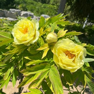 Hao20250625's profile picture. I like dog