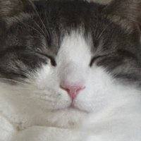 히히 (@hihiwithchobo) 's Twitter Profile Photo