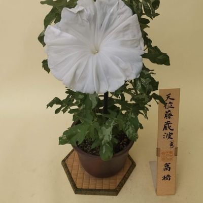 あさがおページ 7/18変化朝顔久しぶり綺麗に咲きました「令和の朝顔」のアルバム