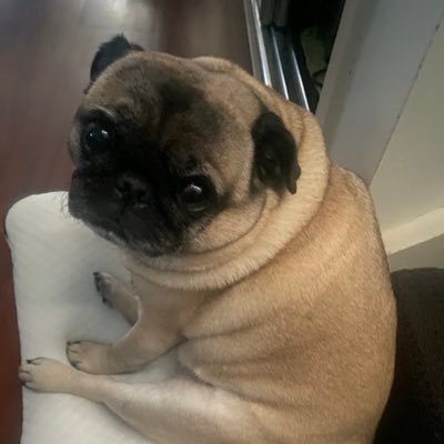 @mocha_pug