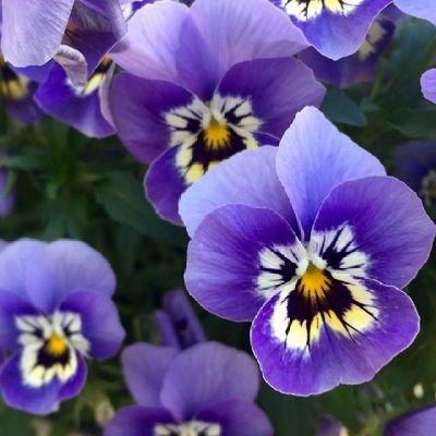 花の持つ高揚感とポジティブなエッセンスを美しく捉えている,美味しい食事が大好きなので、気軽にフォローしてください無言フォローごめんなさい